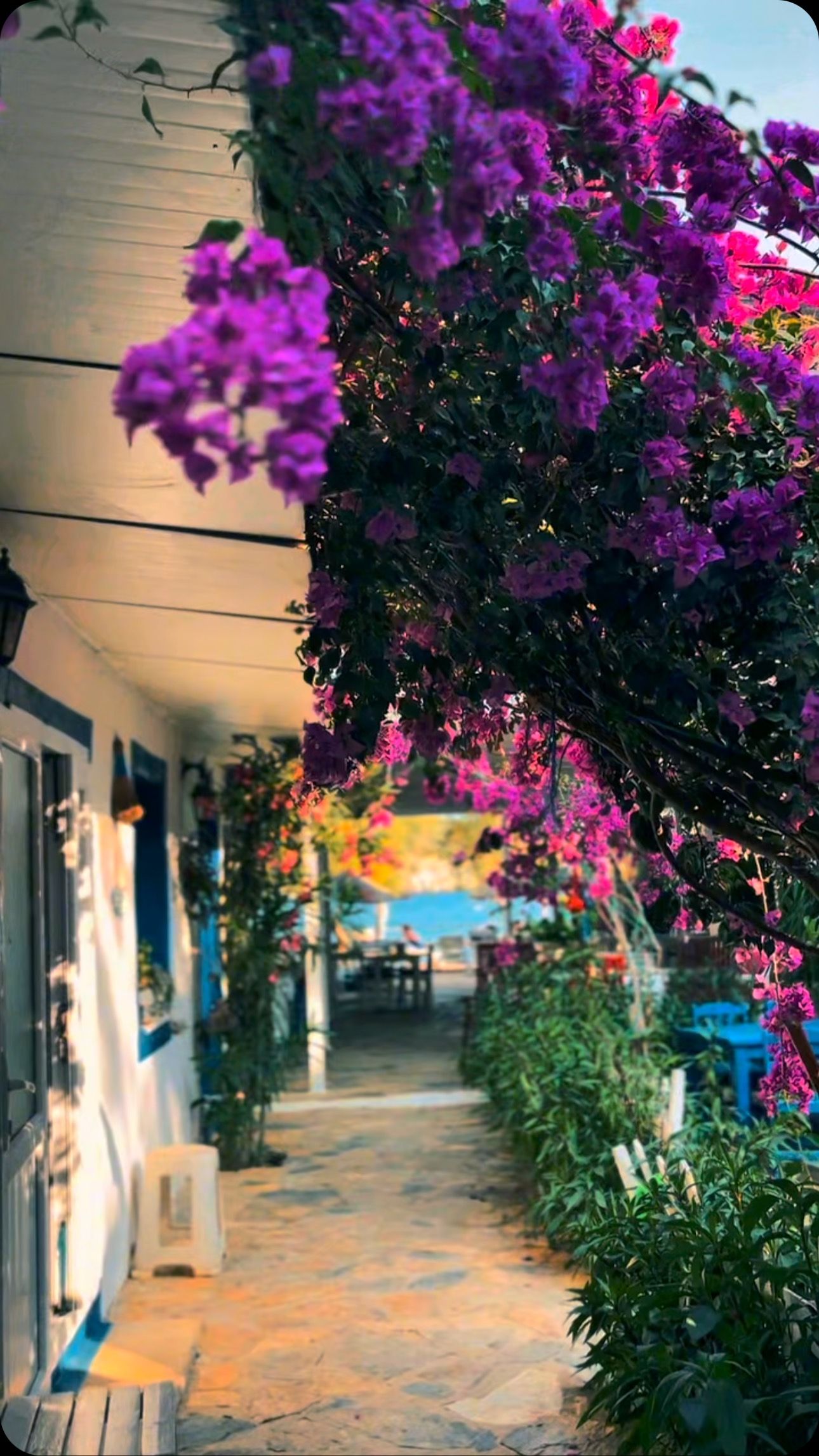 Path lined with bougainvillea